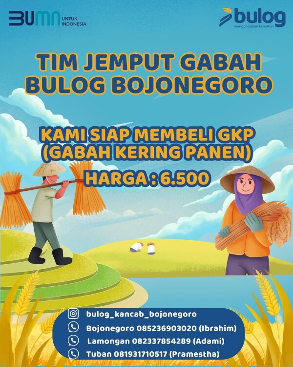 Perum Bulog Bojonegoro Jemput Bola Beli Gabah Langsung dari Petani, Besaran HPP Rp 6.500 Perkilogram